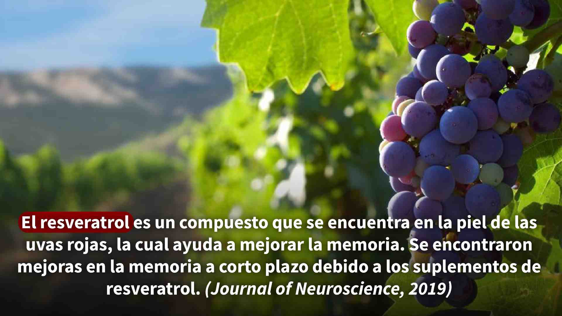 Uvas para la elaboración de vino