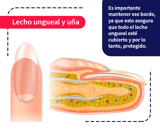 esquema uña y cómo crece