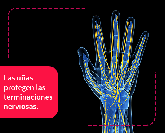 esquema ilustración mano