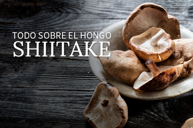 todo-sobre-el-hongo-shiitake