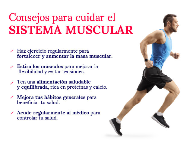 consejos-para-cuidar-el-sistema-muscular