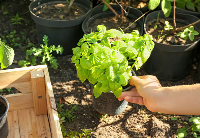 albahaca-al-aire-libre