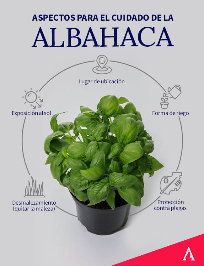 aspectos-para-el-cuidado-de-la-albahaca