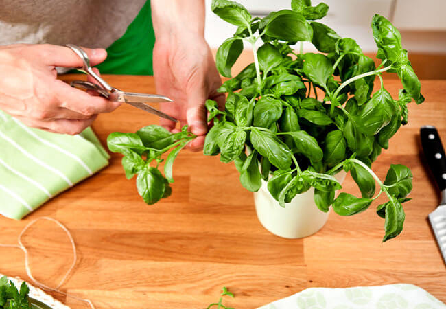 cuidando-una-planta-de-albahaca