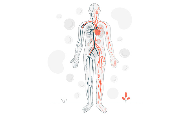 sistema-circulatorio