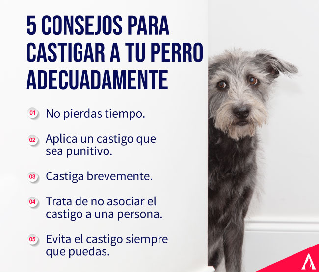 consejos para castigar a tu perro adecuadamente