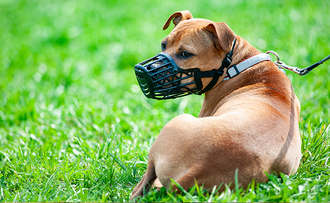  perro pitbull con bozal y cuerda en un parque