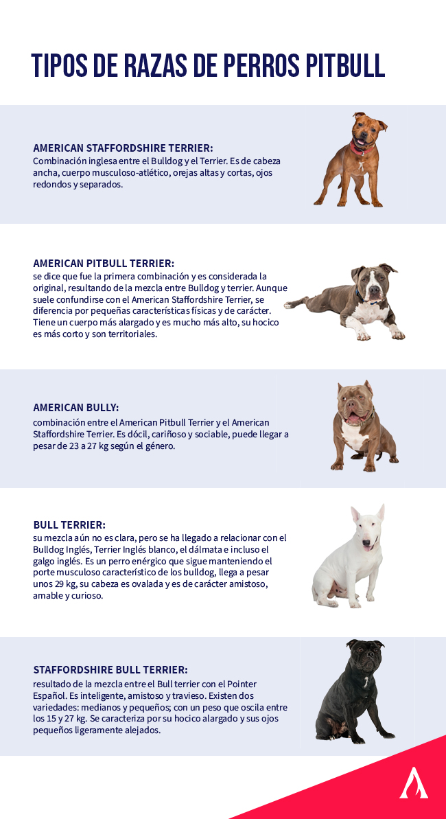 infografia sobre las distintas razas de perros pitbull