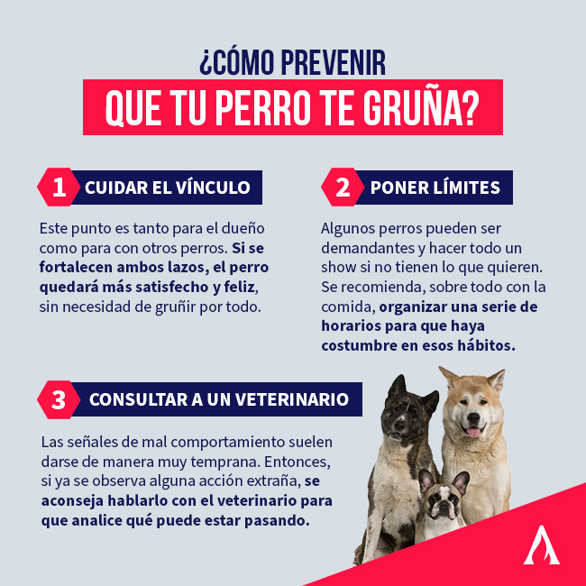 infografia con consejos para evitar que tu perro te gruña