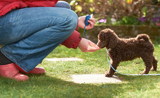 como-entrenar-a-tu-perro-utilizando-un-clicker