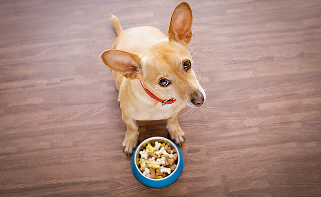 comportamiento-perro