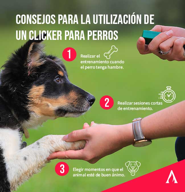 consejos-para-la-utlizacion-de-un-clicker-para-perros