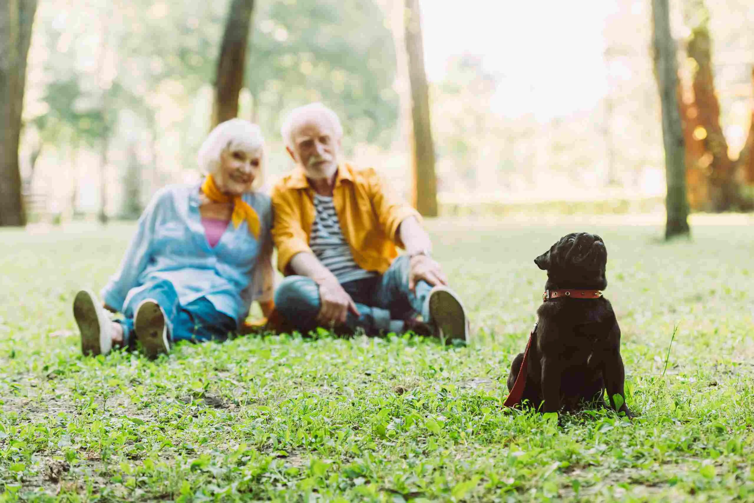 pareja de adultos mayores mirando a su perro cachorro sentado