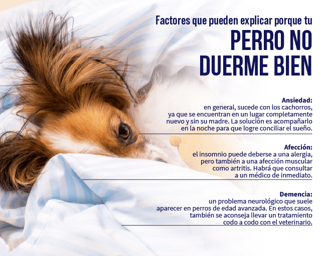 factores-que-pueden-explicar-porque-tu-perro-no-duerme-bien