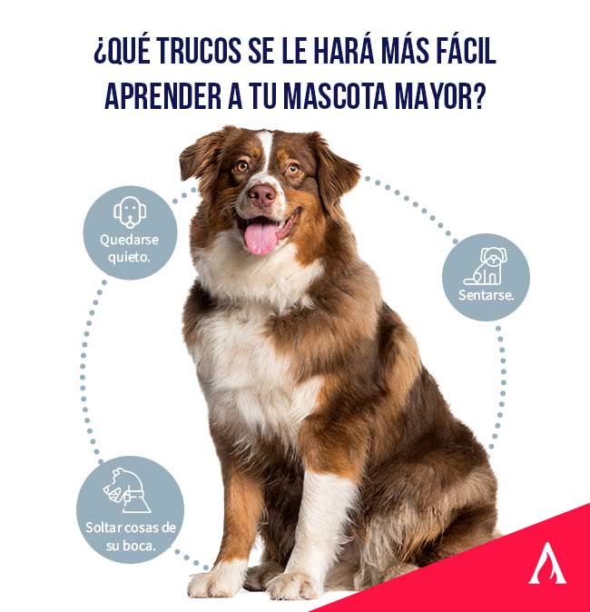 que-trucos-se-le-haran-mas-facil-aprender-a-un-perro-mayor