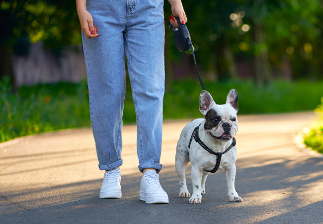 perro junto a su dueño en la calle