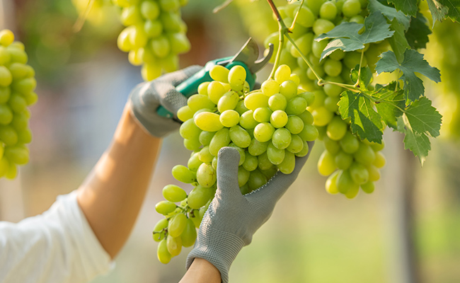 plantaciones de uva chardonnay
