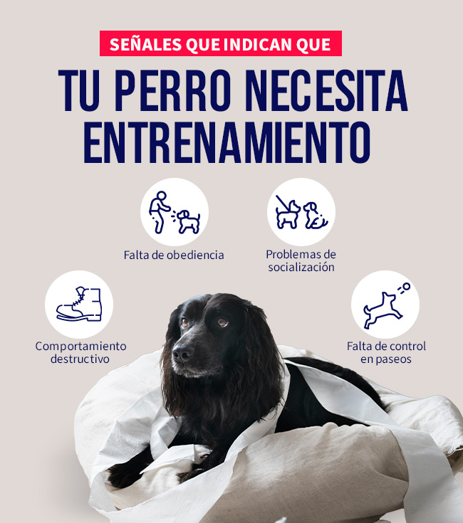 como detectar si tu perro necesita entrenamiento